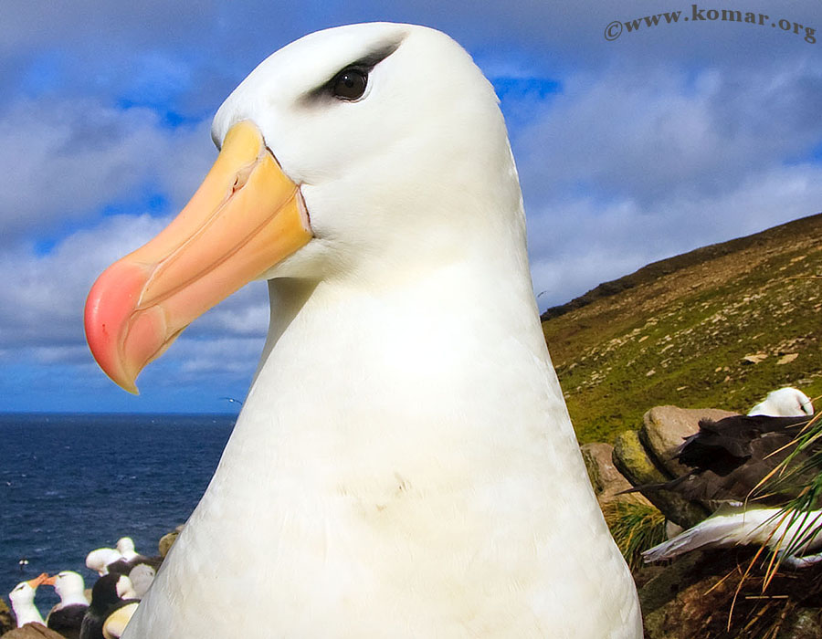 West Point Island - Falklands k