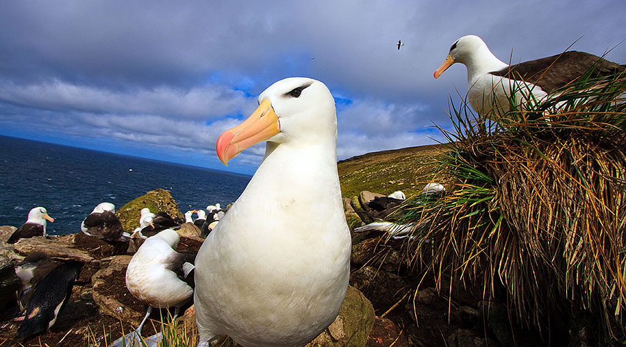 West Point Island - Falklands l