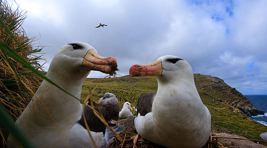 West Point Island - Falklands m