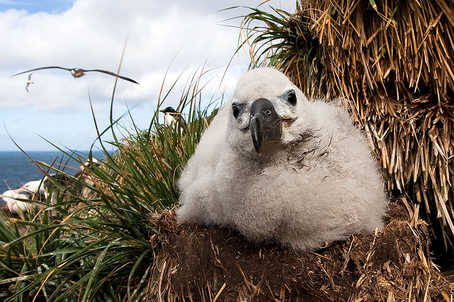 West Point Island - Falklands n