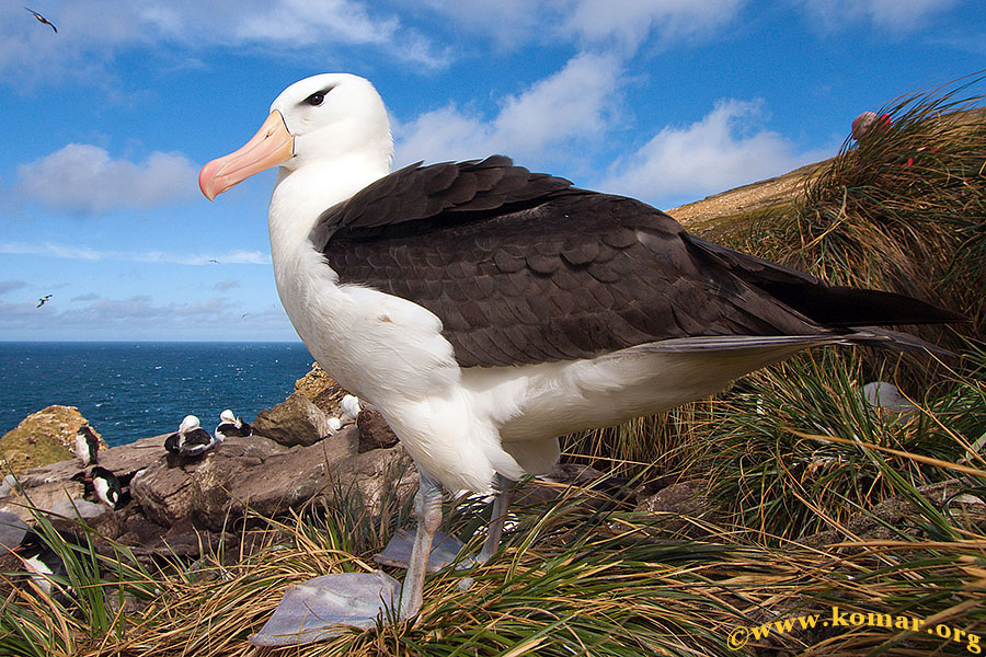 Black Browed Albatross at West Point Island, Falklands