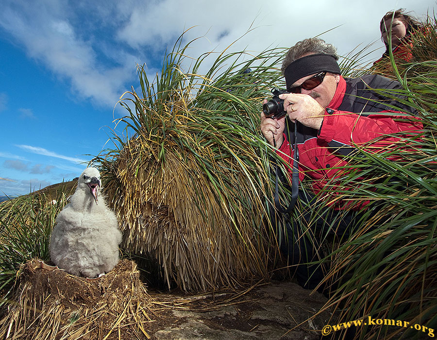 West Point Island - Falklands t