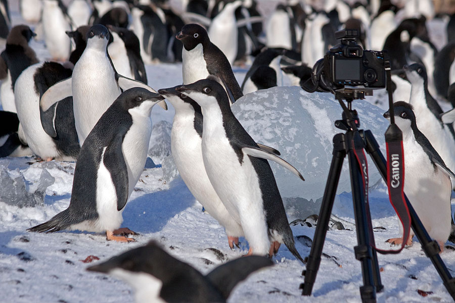 antarctica fark book