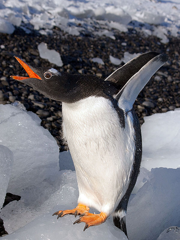 gentoo penguin antarctica brown bluff