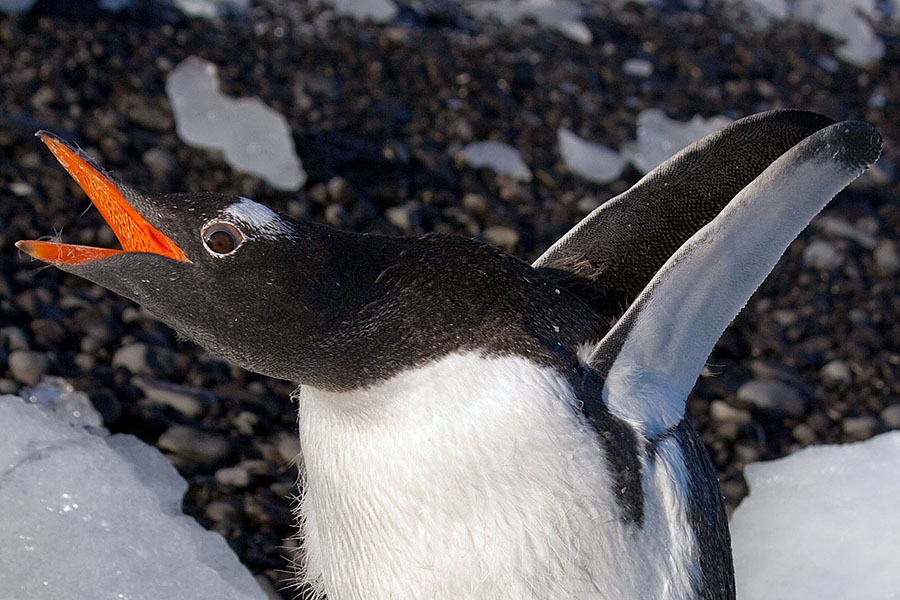 antarctica penguin close-up