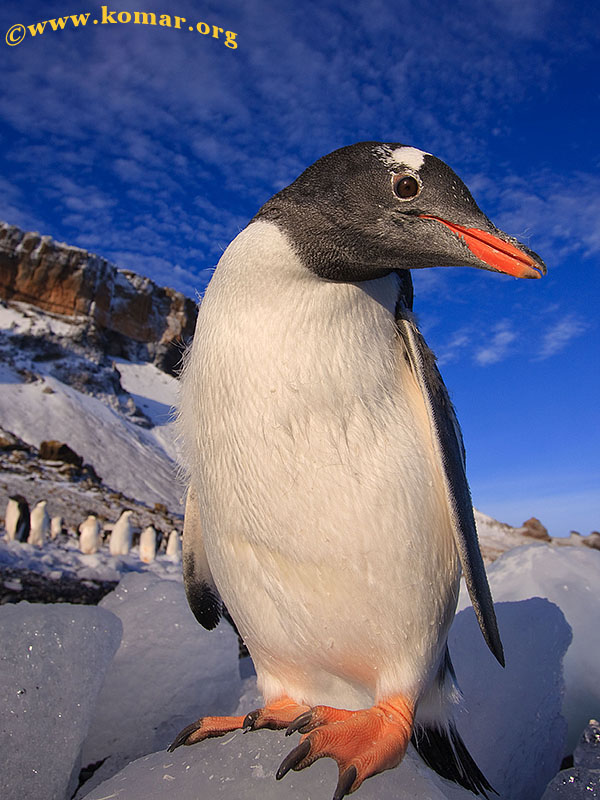 gentoo penguin antarctica brown bluff blue sky