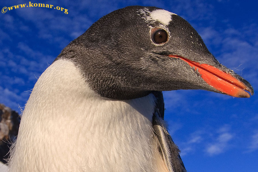 antarctica gentoo penguin close-up