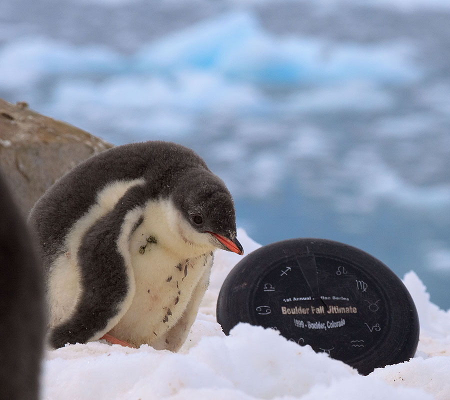 GRU Frisbee antarctica neko harbor