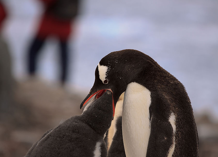 gentoo penguin antarctica neko harbor