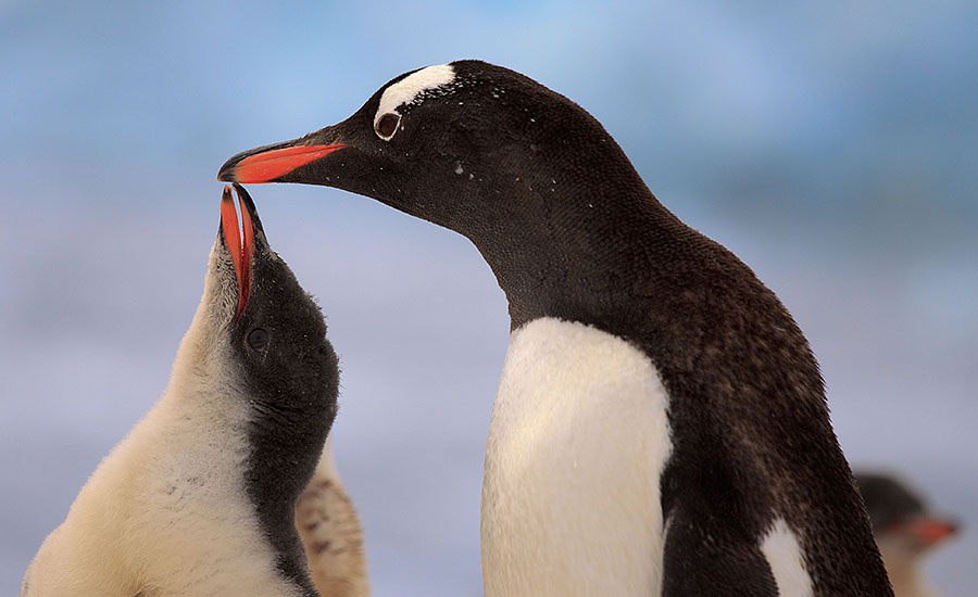 neko harbor antarctica 8