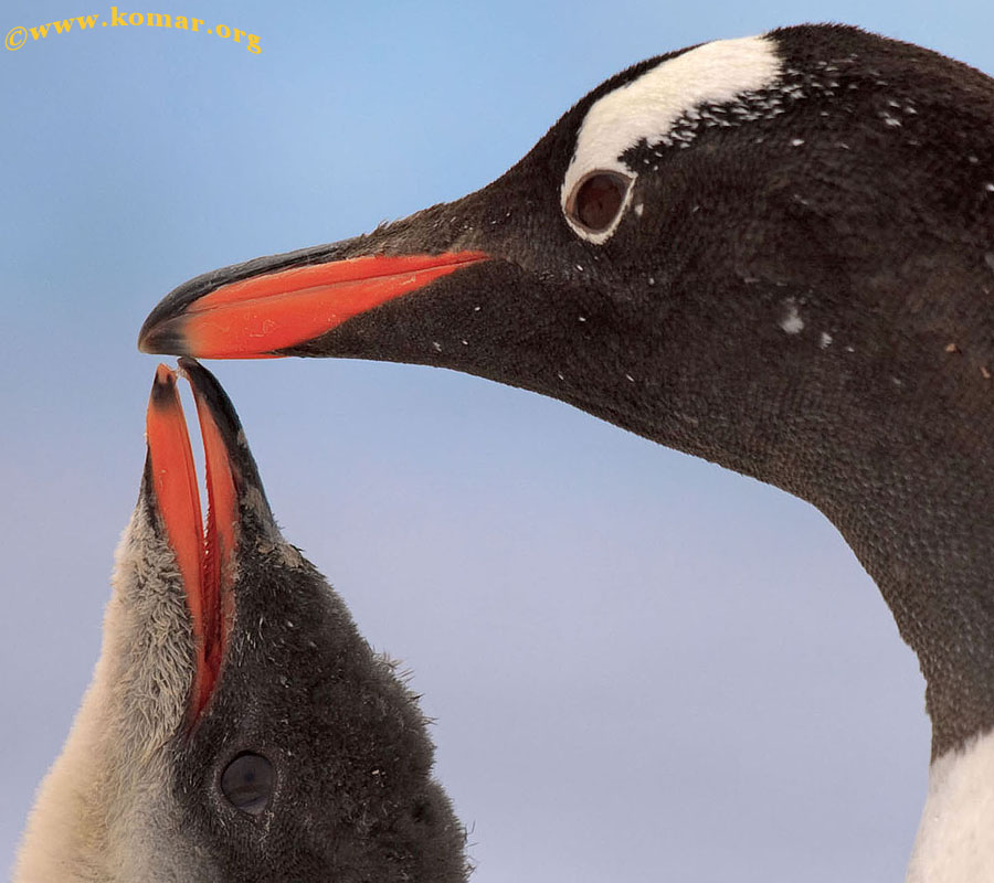 neko harbor antarctica gentoo penguin