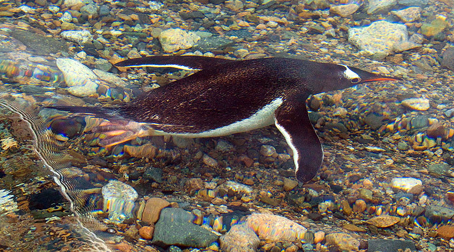 Gentoo Penguin under water