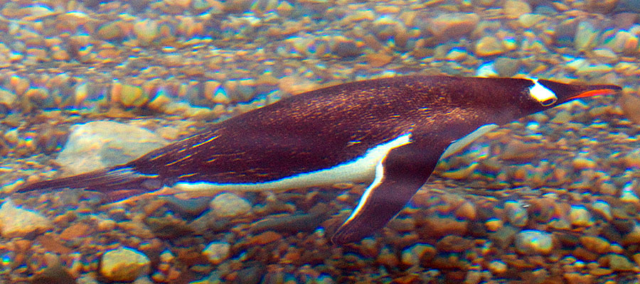 neko harbor antarctica d