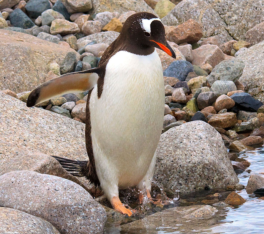 Gentoo Penguin getting in water