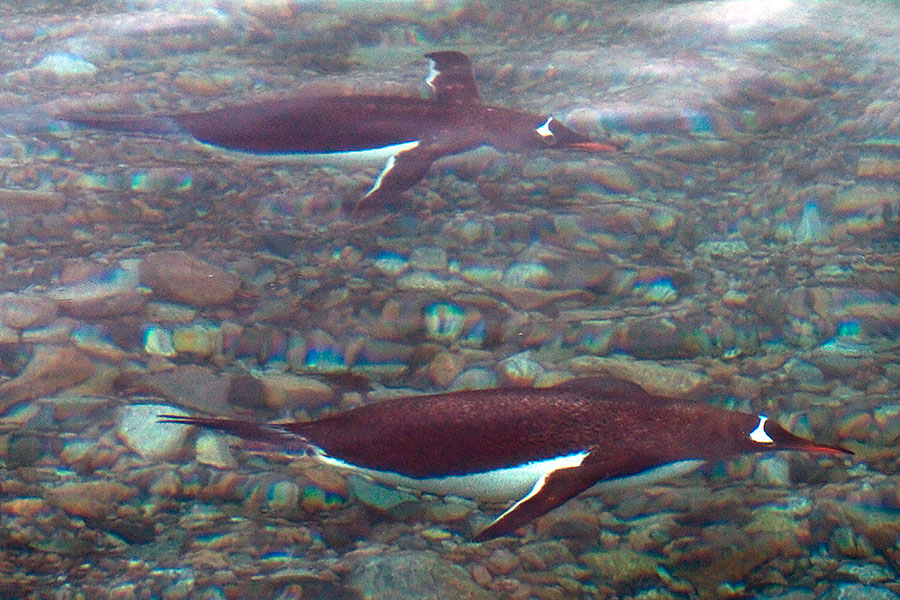 two Gentoo Penguin under water