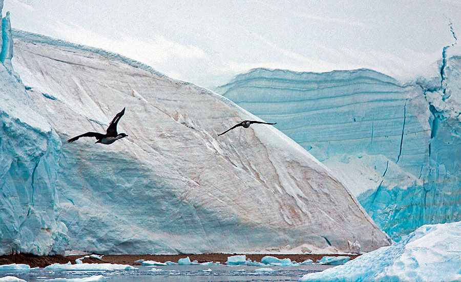 birds in Neko Harbor