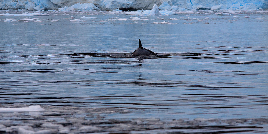 whale in Neko Harbor