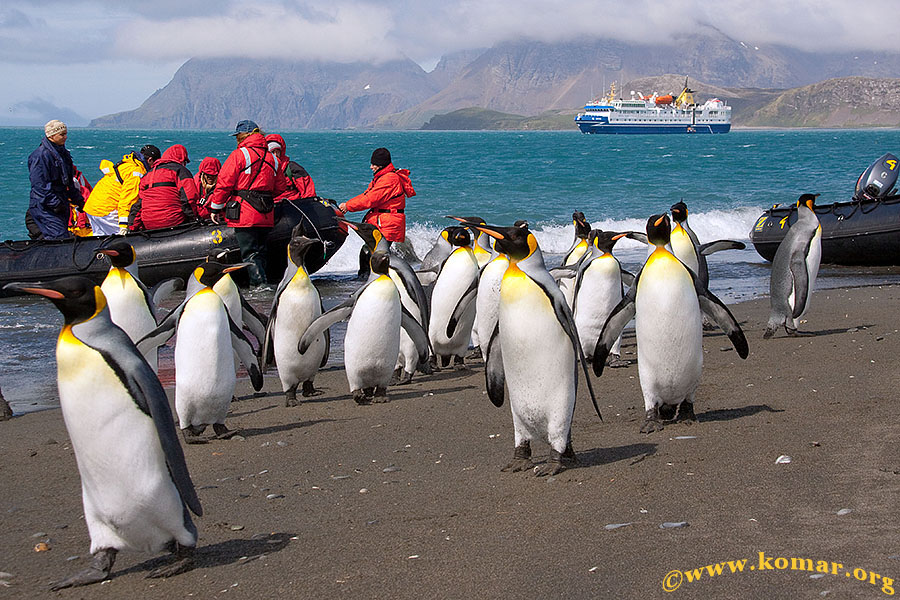 salisbury plains south georgia penguins zodiac