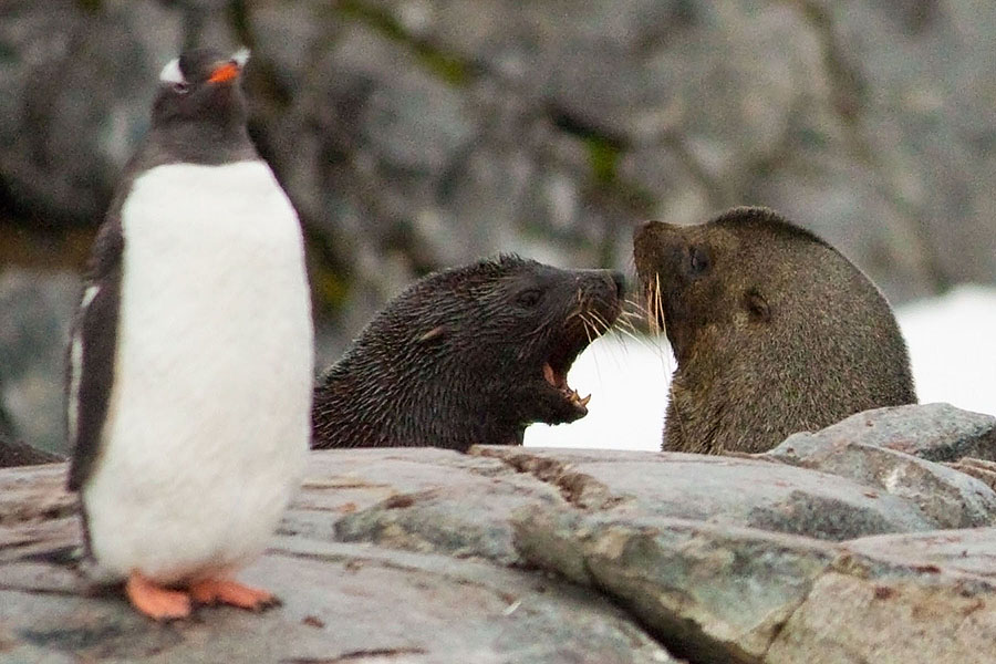 antarctica port charcot 2