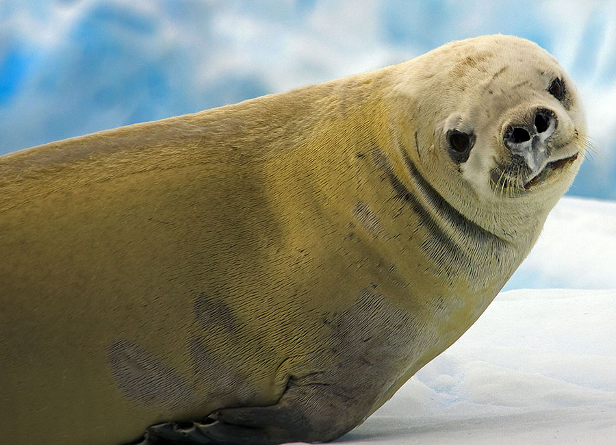 antarctica weddell seal