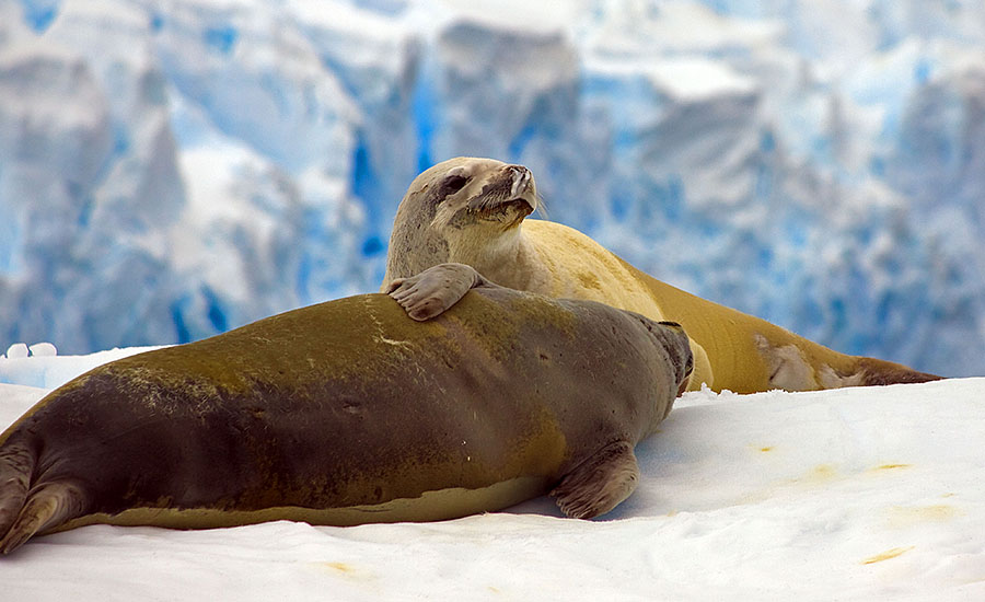 antarctica port charcot seals