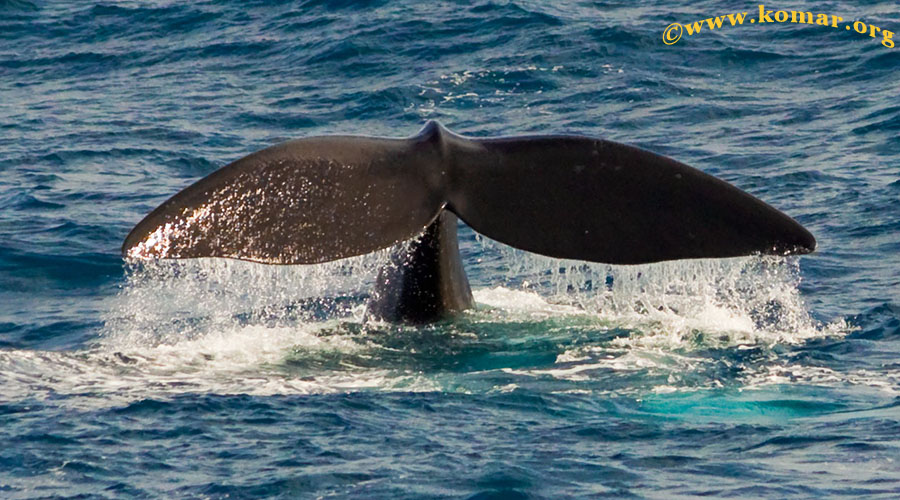 Animated Southern Right Whale