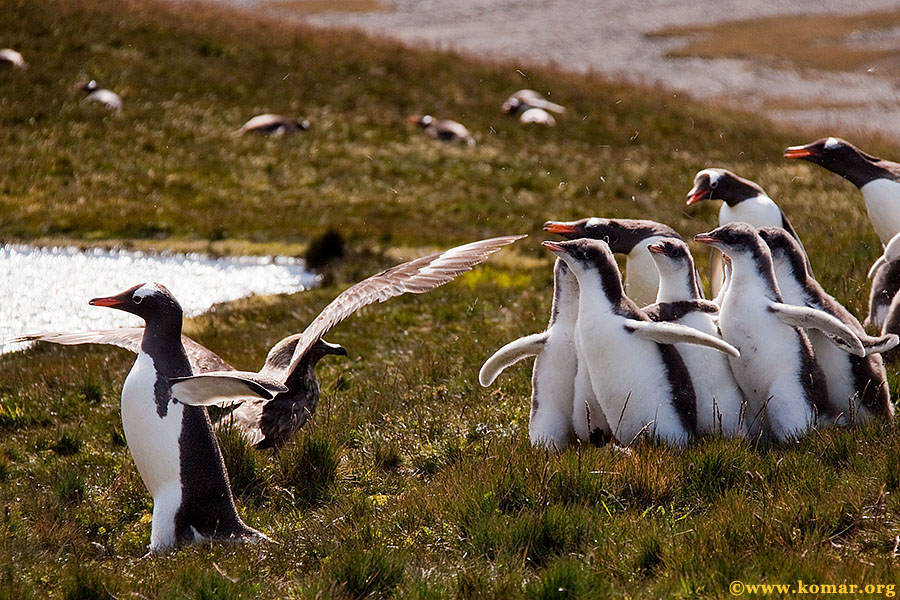 south georgia skua gentoo penguins