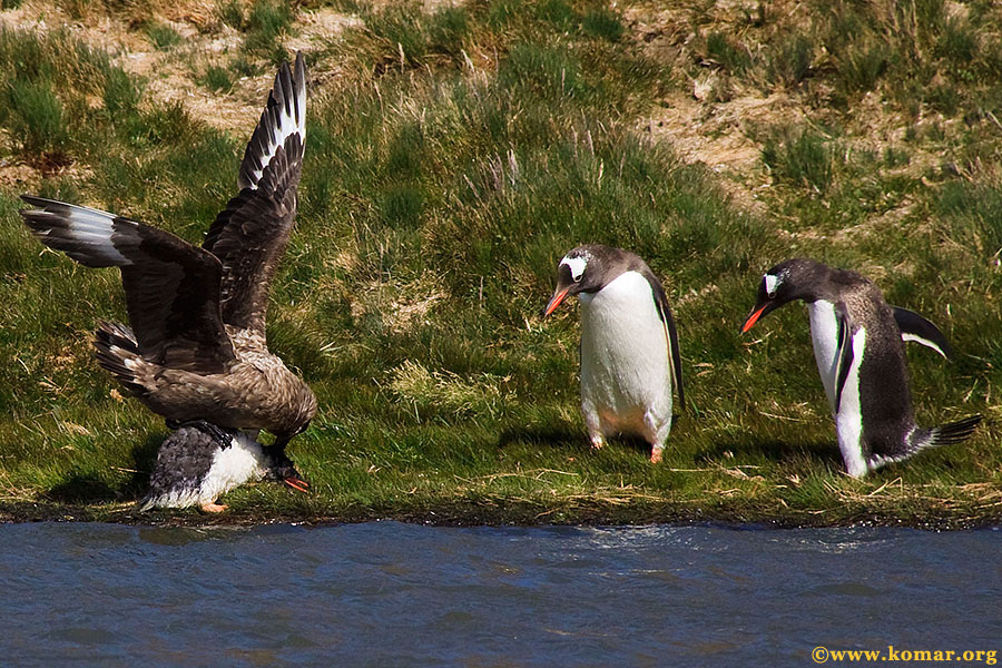 skua attacks penguin battle