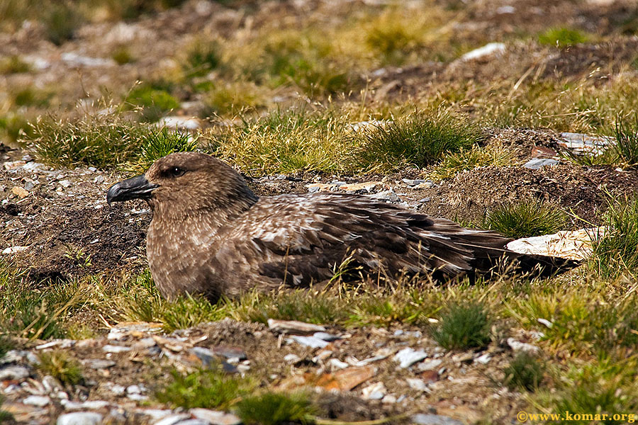 south georgia skua at nest