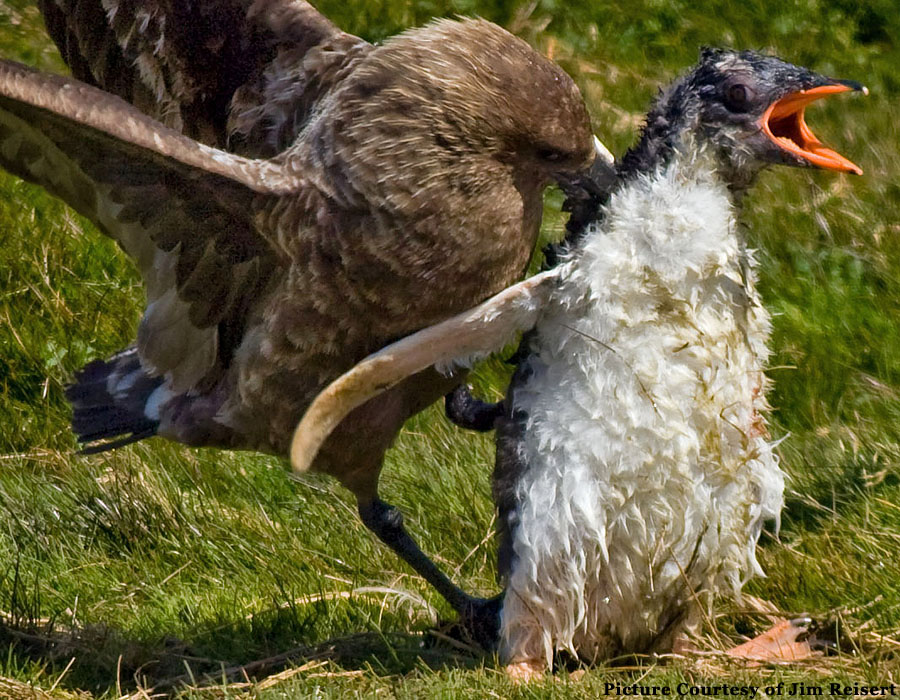 south georgia skua gentoo penguins