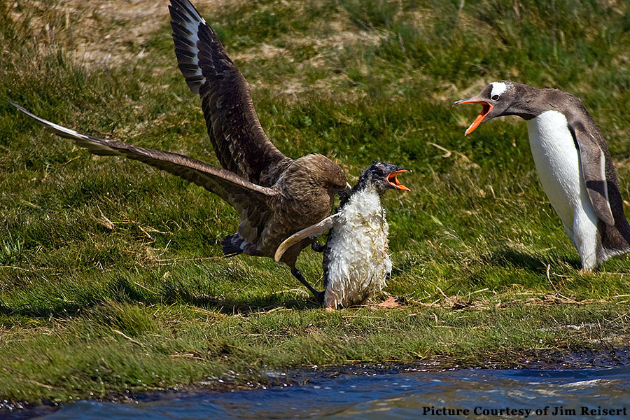 south georgia skua gentoo penguins