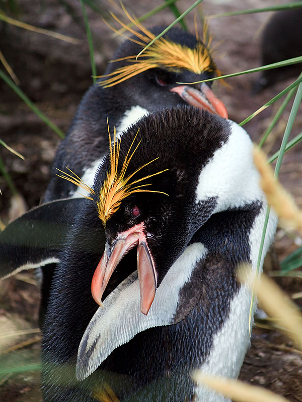 macaroni penguin biting cooper bay