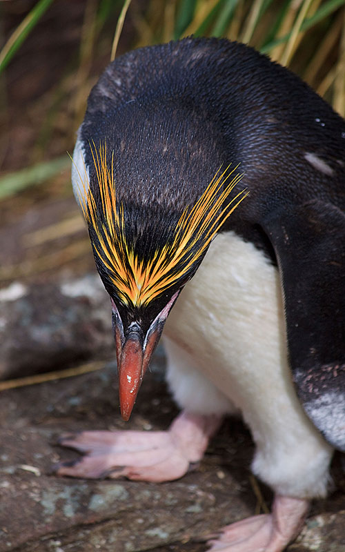 south georgia cooper bay penguin