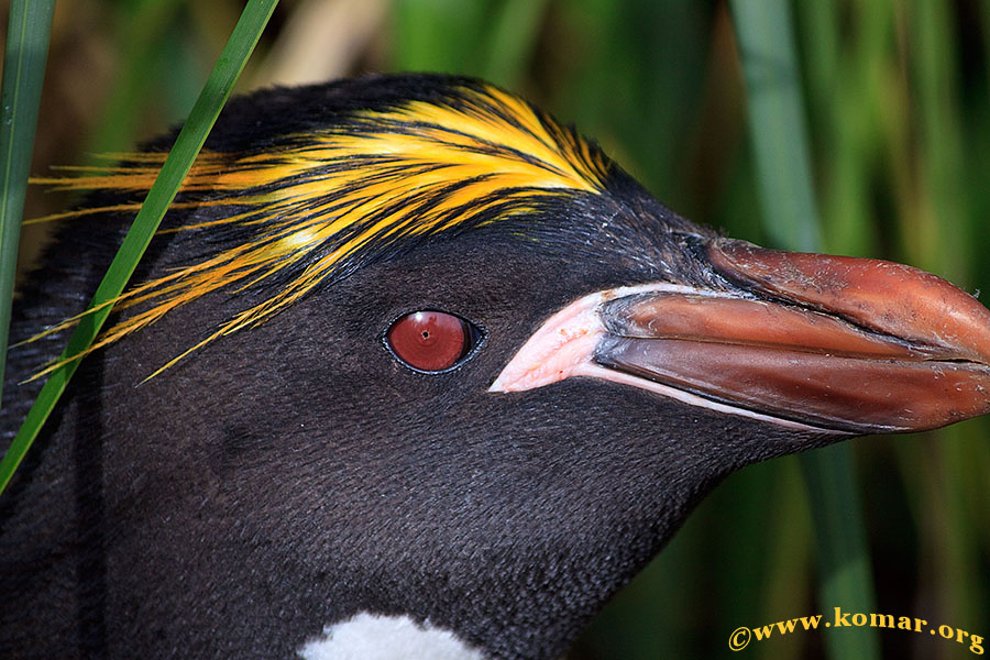 south georgia cooper bay macaroni penguin