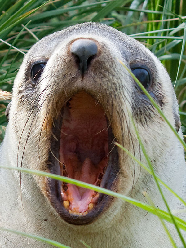 fur seal cooper bay
