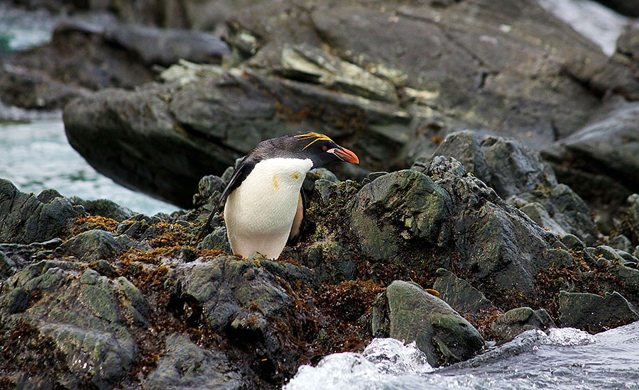 south georgia cooper bay w