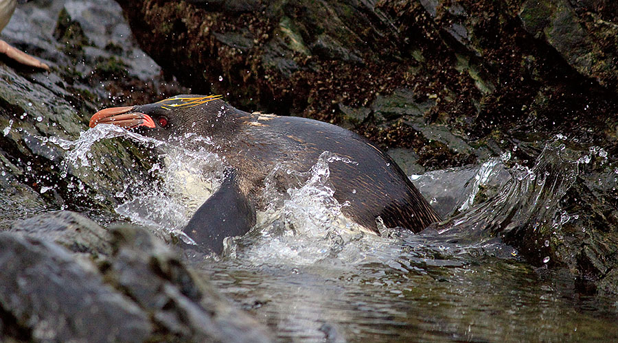 south georgia cooper bay penguin