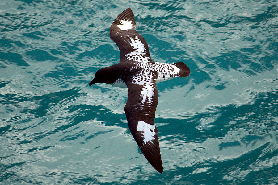 south georgia cape petrel