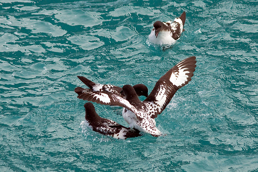 south georgia cape petrel fighting