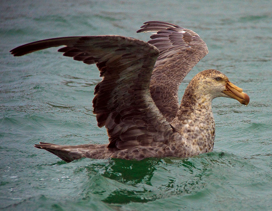 Northern Giant Petrel