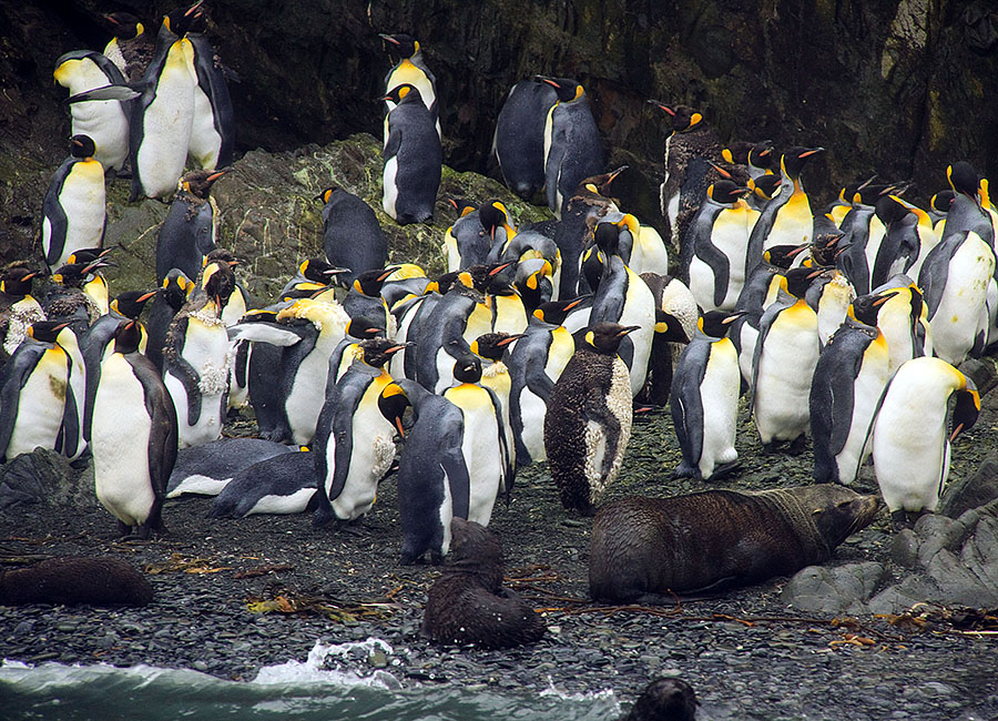 king penguins