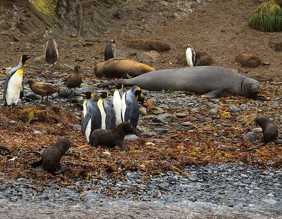 elsehul south georgia