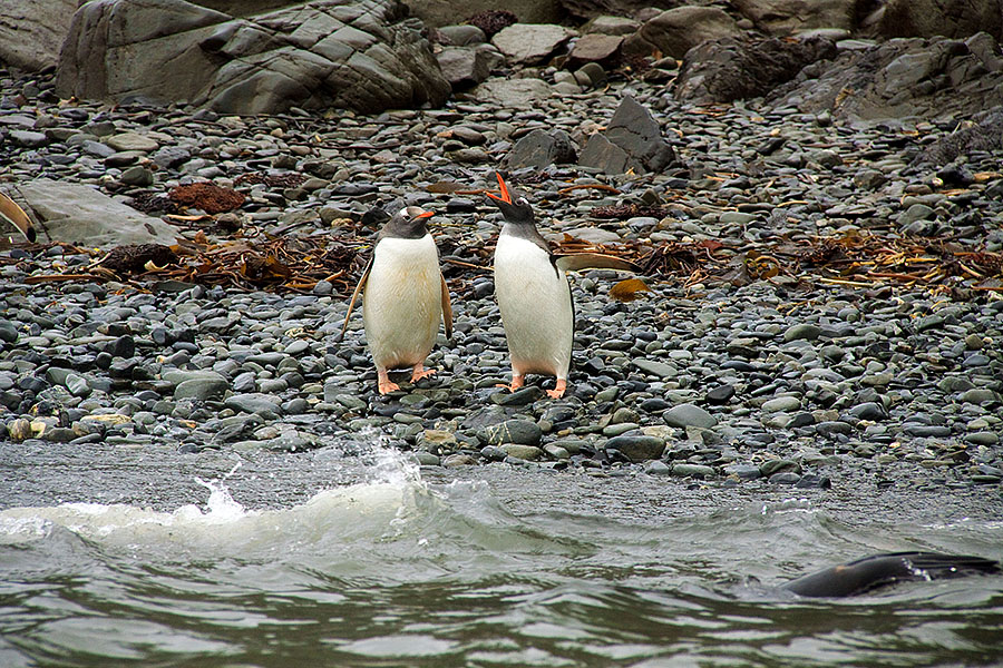 king penguins