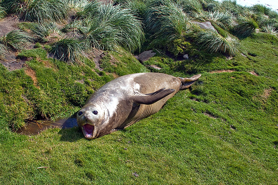 fortuna bay fur seal