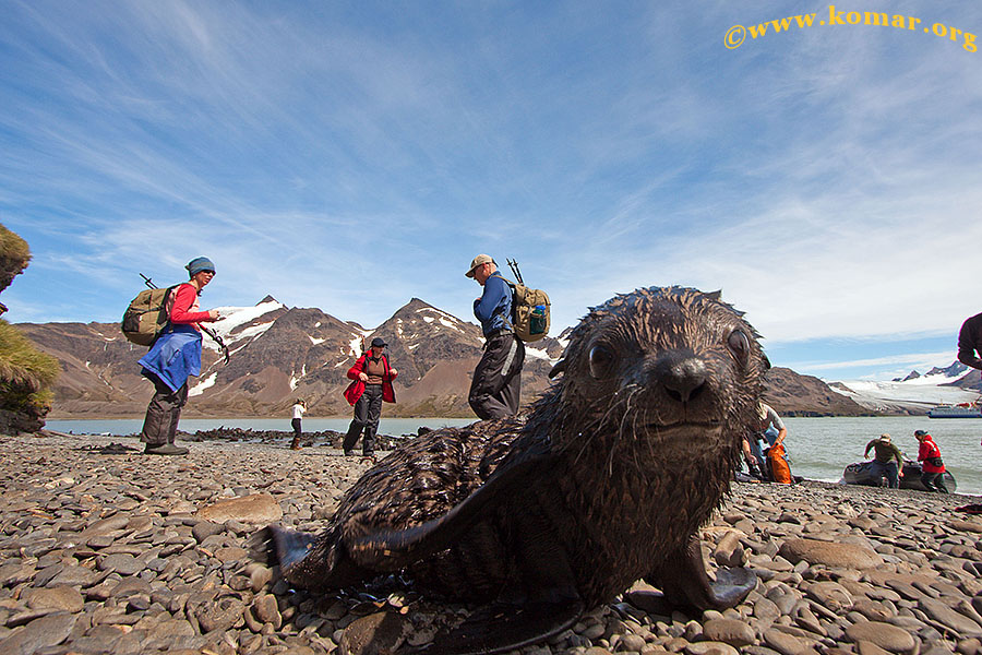 fortuna bay baby fur seal