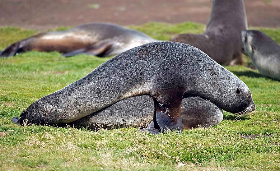Seal Leg Over