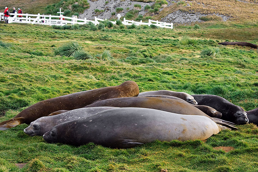 south georgia Grytviken b