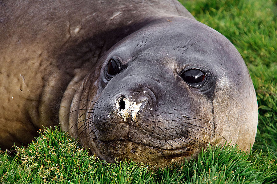 grytviken seals