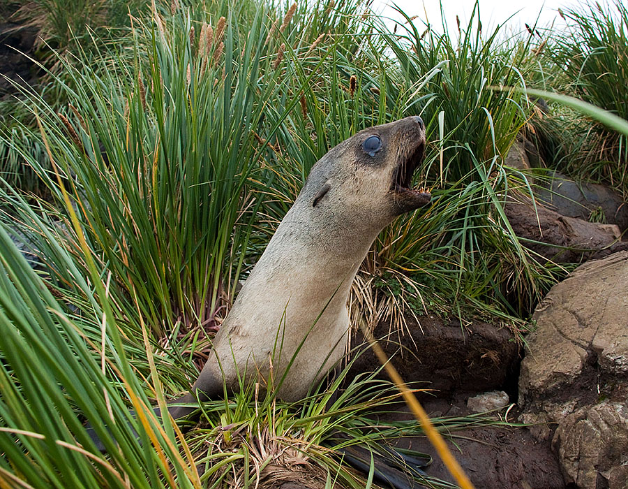 south georgia prion island 1