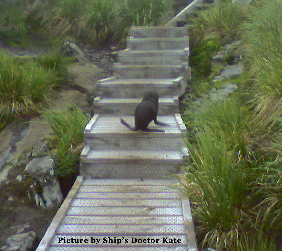 south georgia prion island a